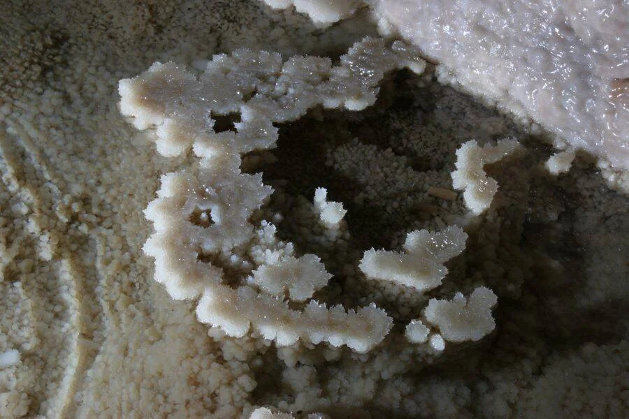 Cristales de sal de color blanco formando estructuras coralinas sobre una superficie mineral en el interior de una cueva.