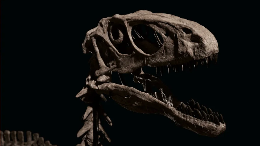 Esqueleto fósil de un dinosaurio terópodo con mandíbula abierta y dientes visibles, fotografiado sobre fondo oscuro.