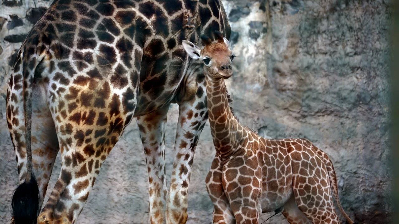 Jirafa recién nacida de pequeño tamaño se refugia junto a las patas de su madre adulta en un recinto de zoológico.