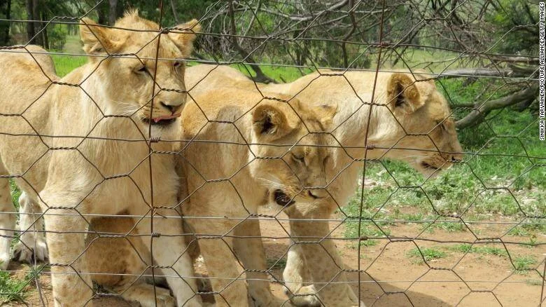 Varios leones jóvenes agrupados detrás de una cerca de alambre en un recinto de cautiverio rodeado de vegetación.