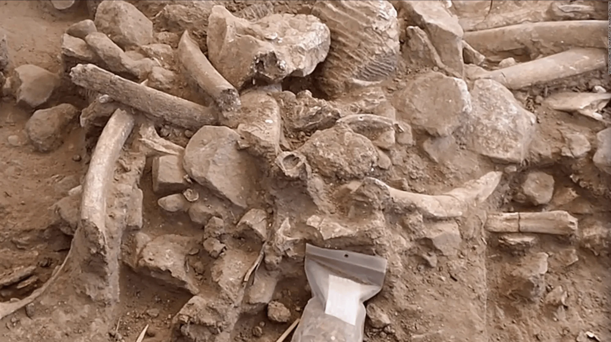 Conjunto de huesos fósiles y fragmentos óseos acumulados en el suelo durante una excavación arqueológica.