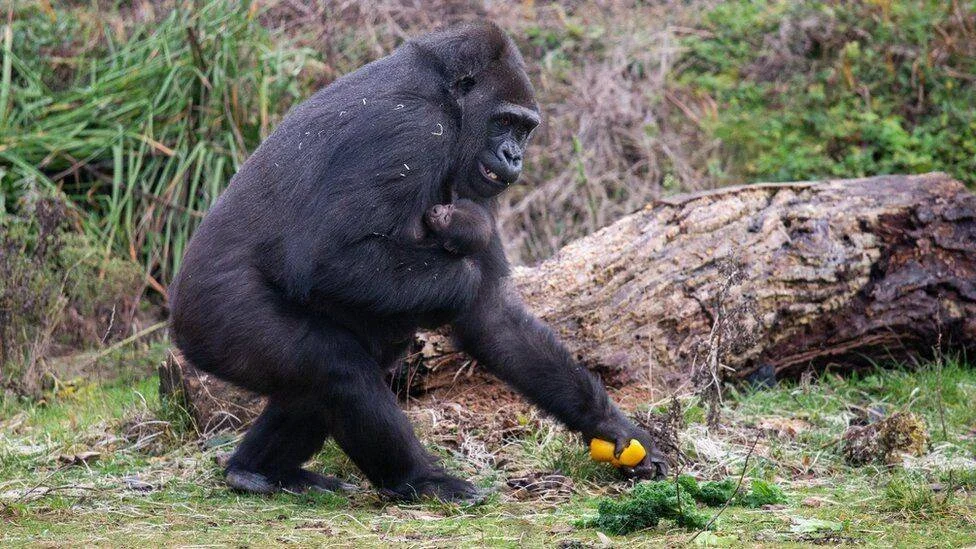 Gorila hembra cargando a su cría recién nacida mientras recoge un fruto amarillo del suelo en un recinto con vegetación.