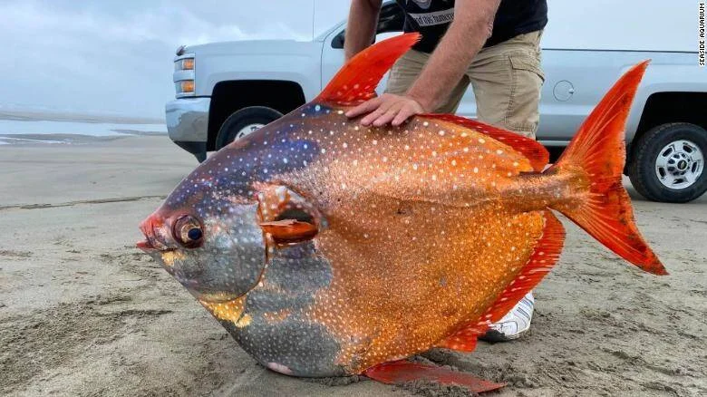 Persona junto a un enorme pez luna (opah) con escamas naranjas y manchas blancas varado sobre arena de playa.