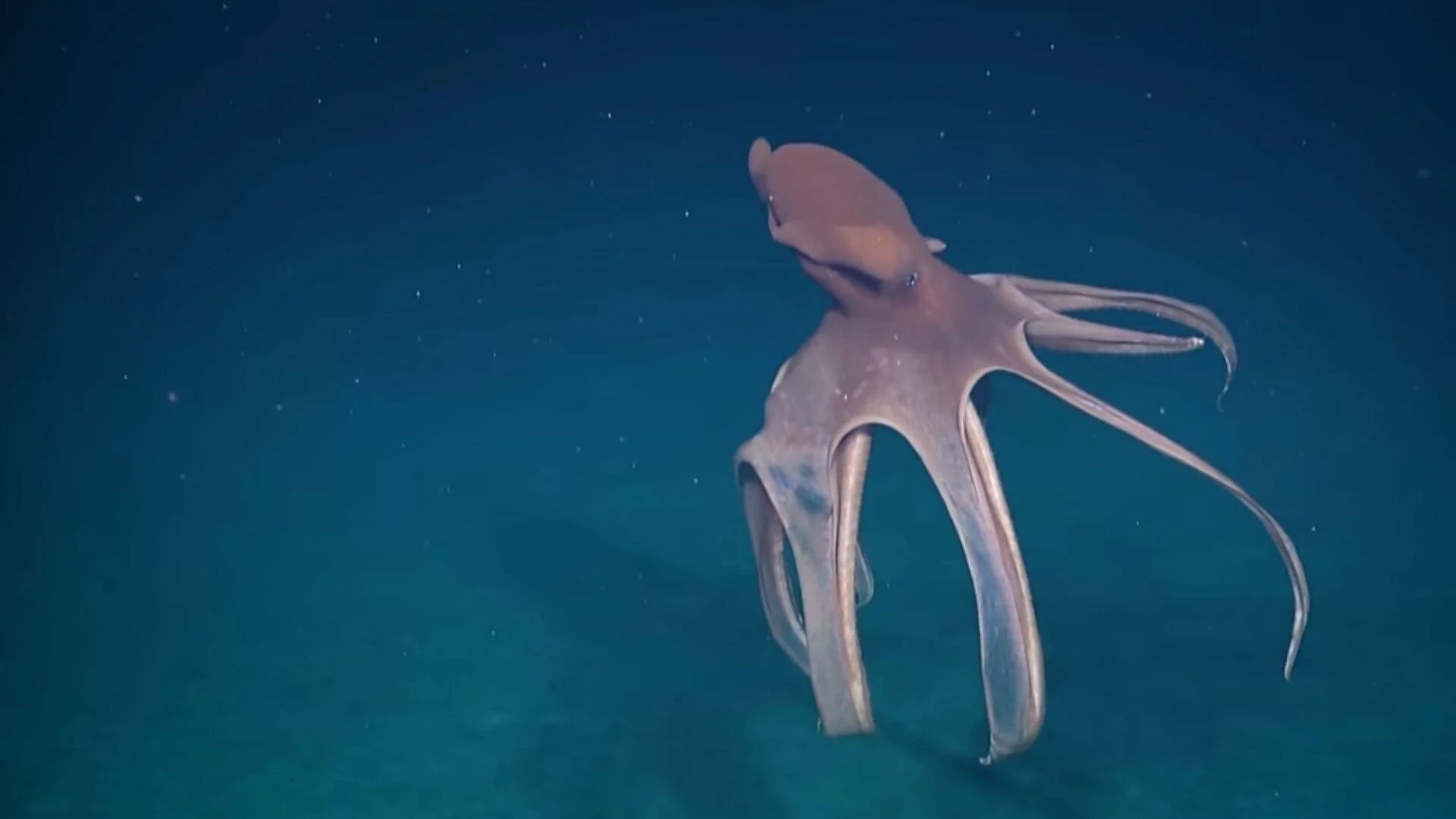 Pulpo de coloración rosada nada sobre el fondo arenoso del océano profundo con sus tentáculos extendidos.