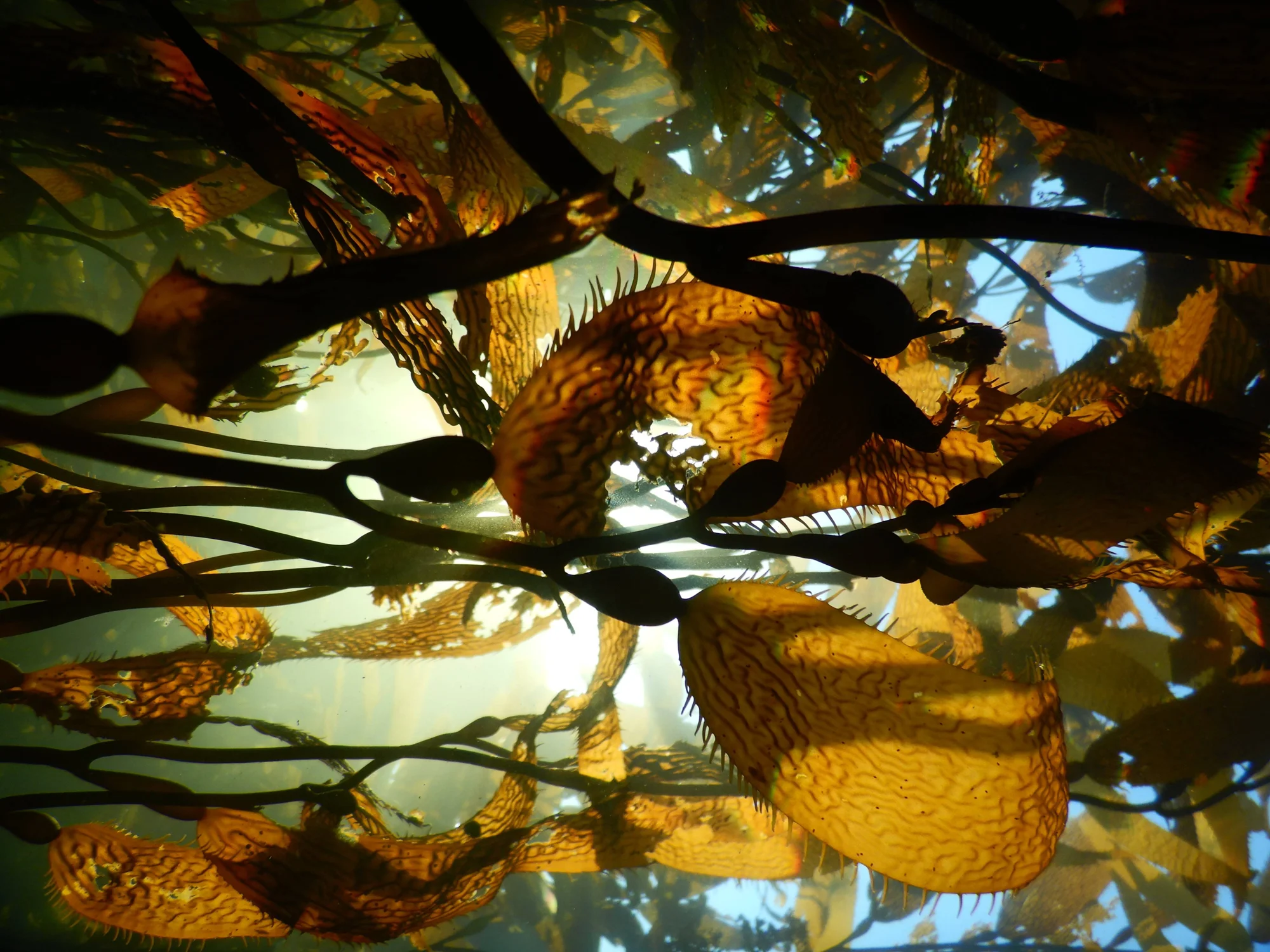 Vista submarina hacia la superficie a través de un denso bosque de algas kelp doradas iluminadas por la luz solar.