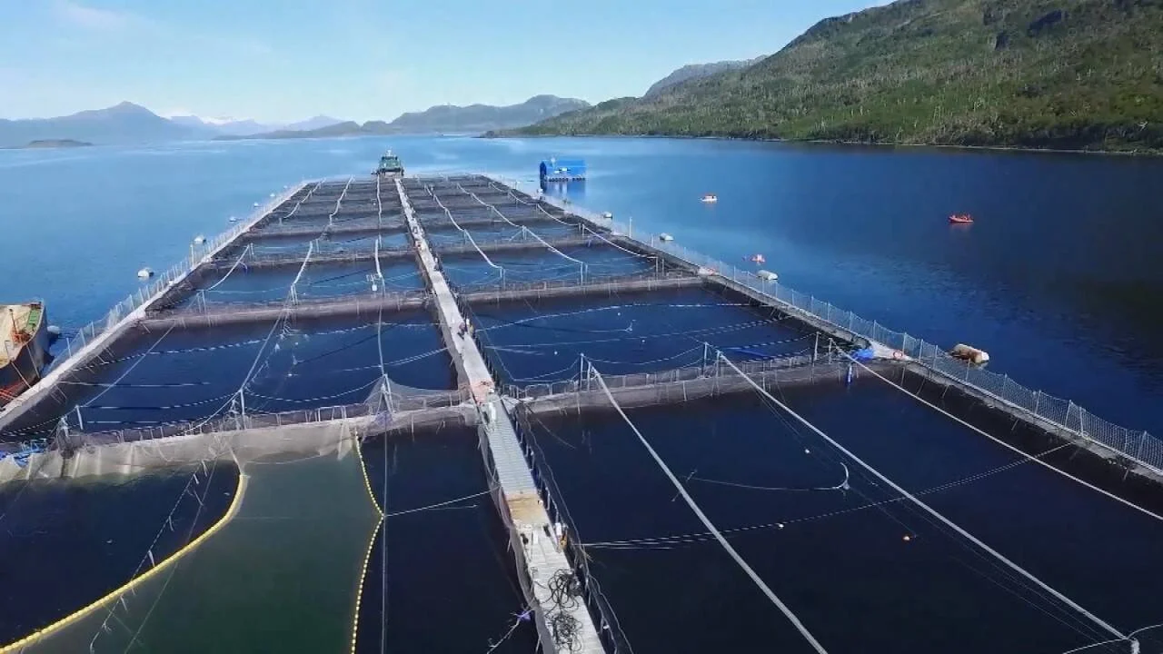 Vista aérea de una gran instalación de acuicultura con jaulas de red flotantes en un lago o fiordo rodeado de montañas.