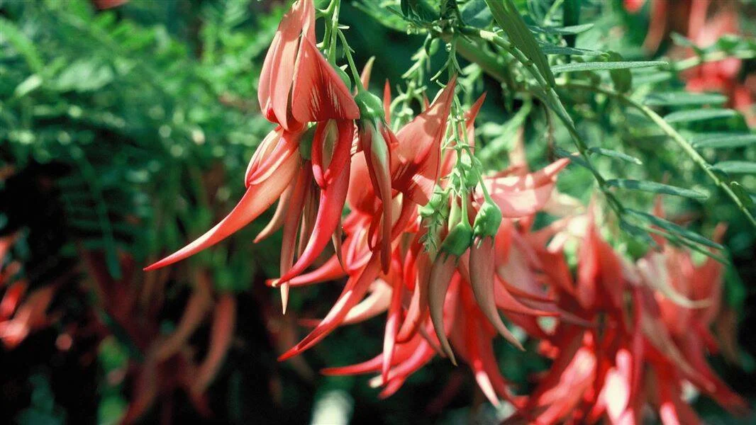Racimos de flores tubulares de color rojo-anaranjado colgando de ramas con hojas verdes finas.