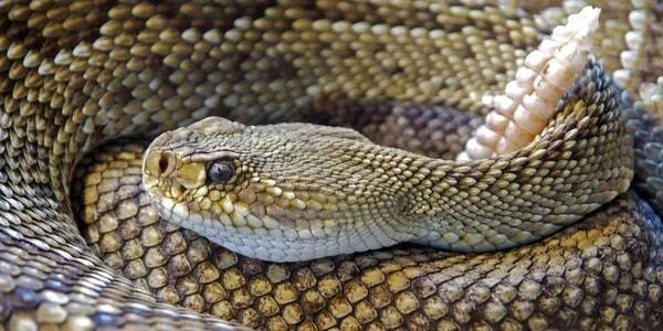Serpiente de cascabel enrollada mostrando su cabeza triangular y cascabel visibles en detalle.