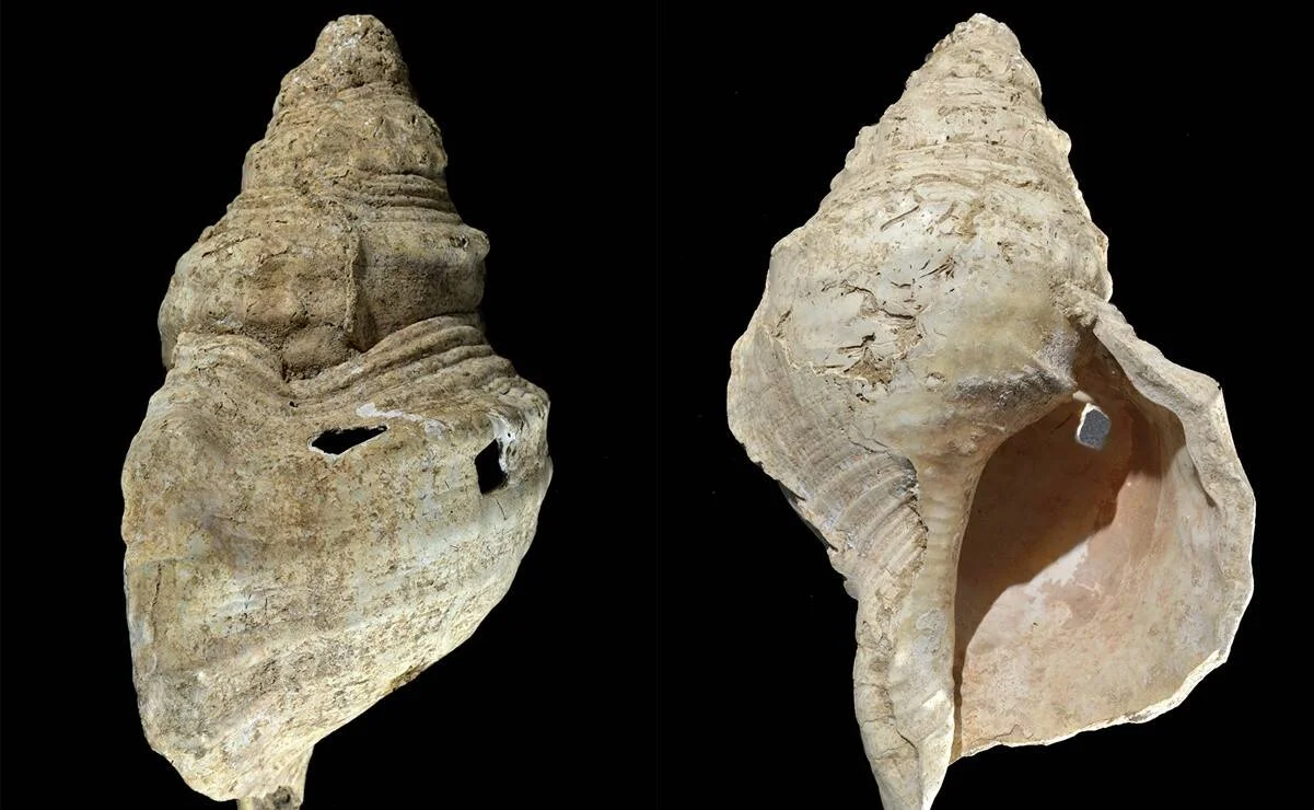 Dos vistas de una antigua concha de caracol marino con orificios artificiales, fotografiada sobre fondo negro.