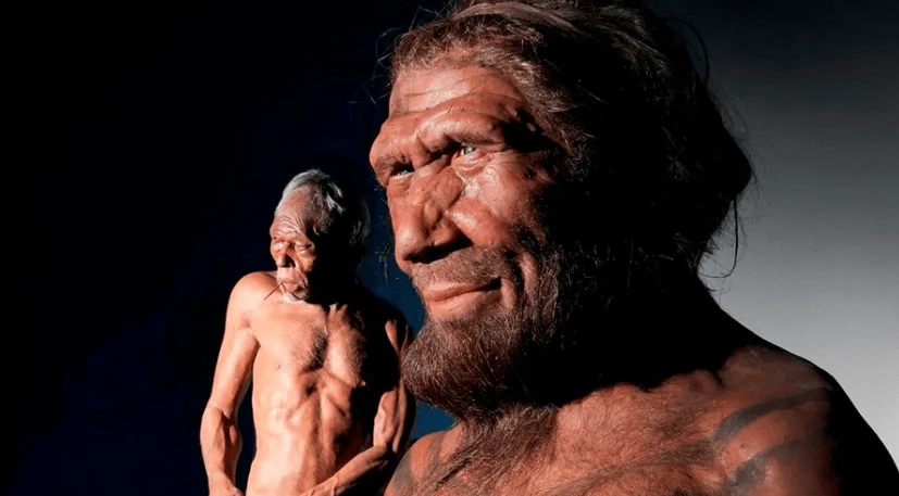 Dos reconstrucciones de neandertales en un museo, destacando rasgos faciales robustos y complexión muscular primitiva.
