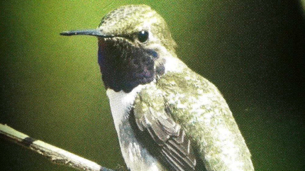 Colibrí de plumaje verde y garganta oscura posado sobre una rama, visto de cerca con fondo verde desenfocado.