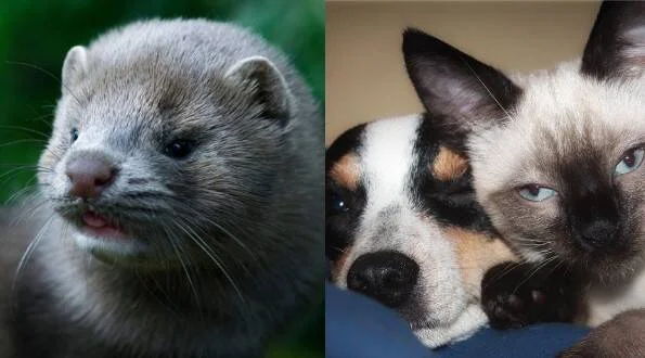 Collage con un hurón en primer plano a la izquierda y un perro junto a un gato siamés acurrucados a la derecha.