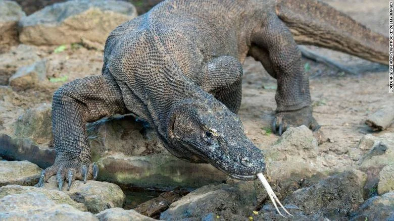Dragón de Komodo caminando sobre rocas con su lengua bífida extendida, en su hábitat natural.
