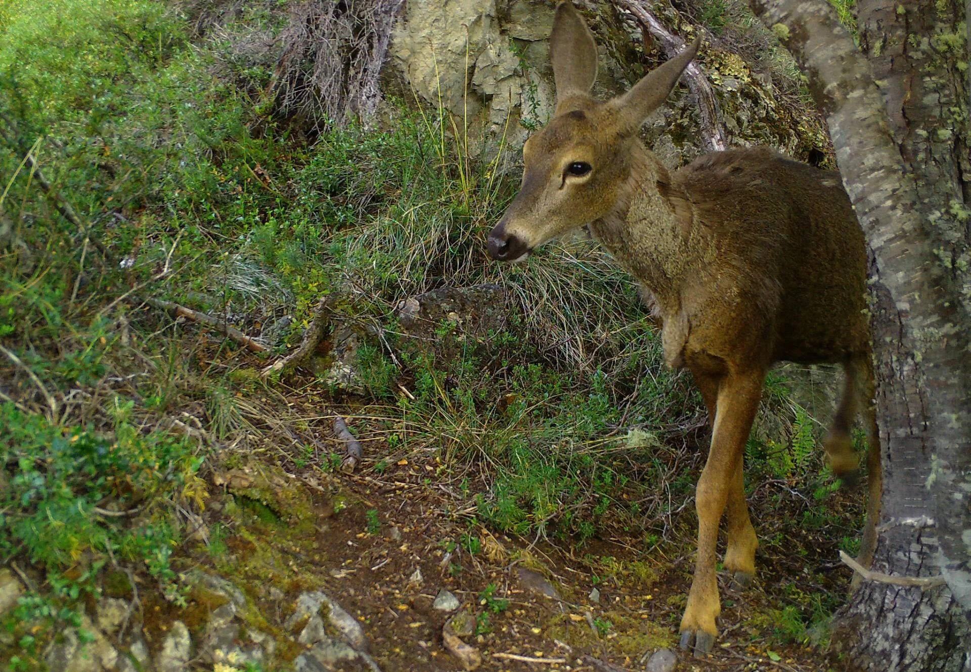 Un ciervo joven de pelaje marrón mira a cámara entre arbustos, rocas y árboles en un entorno boscoso natural.