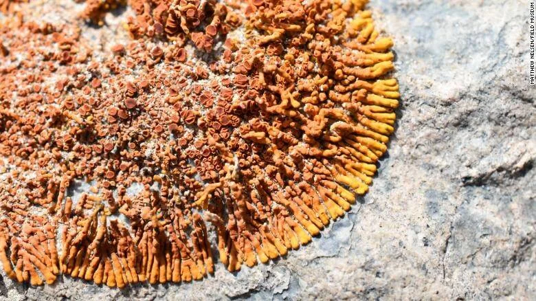 Liquen de tonos naranja y marrón con estructuras reproductivas creciendo sobre la superficie de una roca gris.
