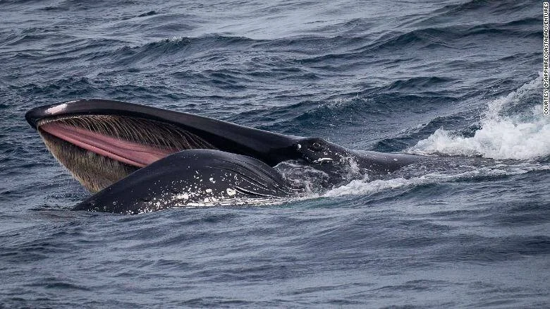 Ballena jorobada abre su enorme boca mostrando las barbas mientras alimenta en la superficie del océano.