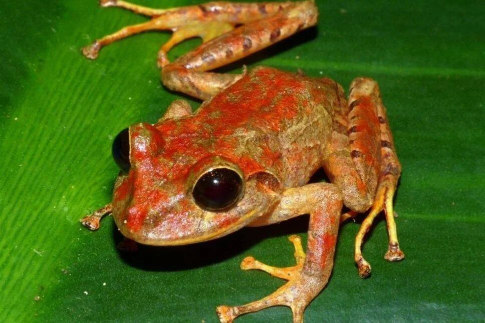 Rana de coloración rojiza y naranja con grandes ojos oscuros posada sobre una hoja verde brillante.