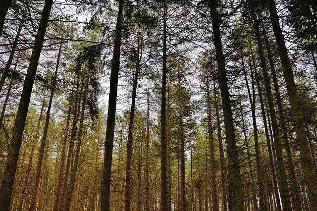 Vista desde el suelo de un denso bosque de coníferas con troncos altos y rectos que se elevan hacia el cielo.