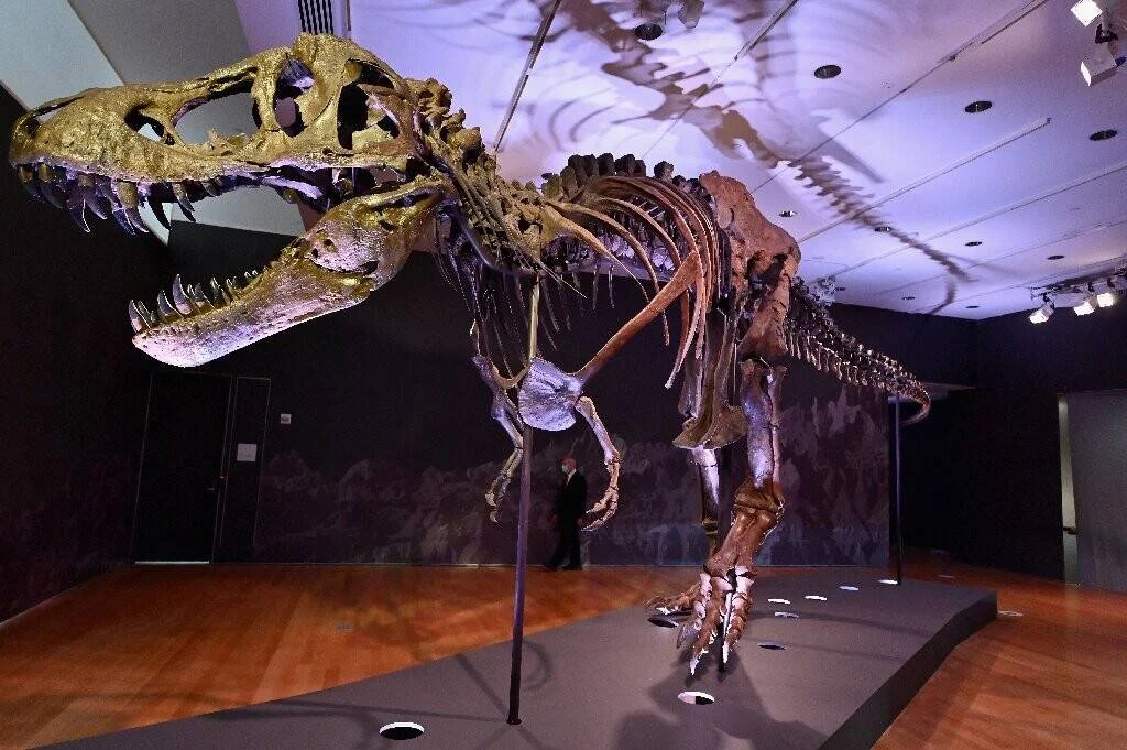 Esqueleto fósil completo de Tiranosaurio Rex montado sobre pedestal en una sala de exposición iluminada.