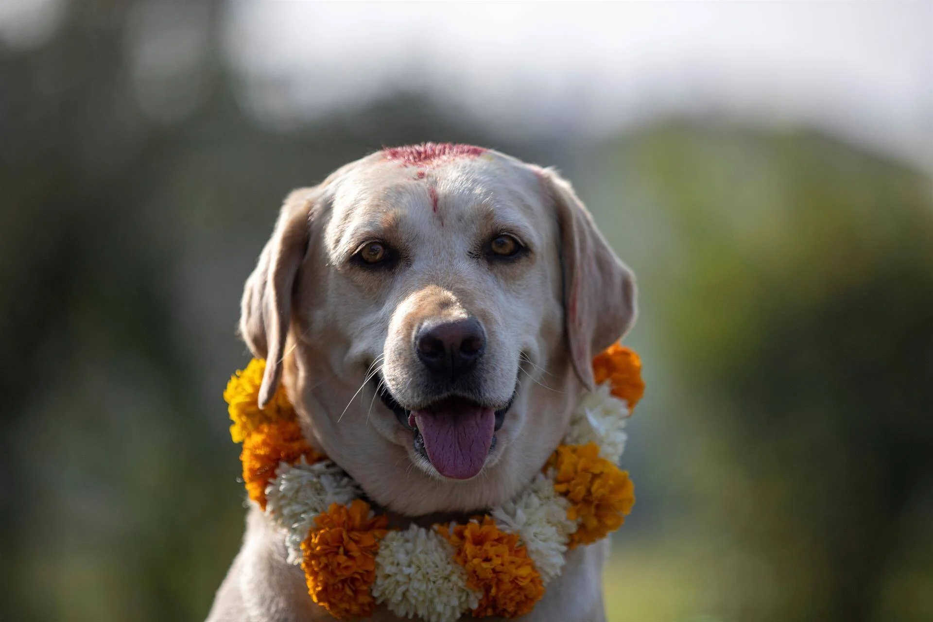 Labrador dorado adornado con guirnalda de caléndulas y tilaka rojo en la frente durante la festividad Kukur Tihar.