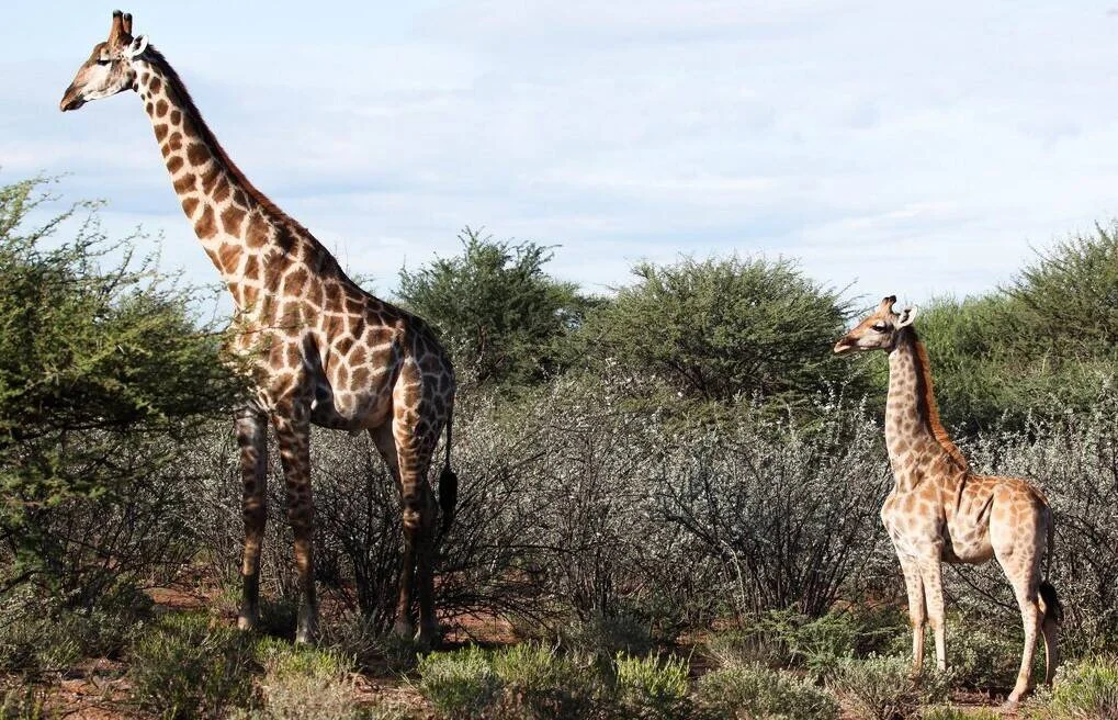 Una jirafa adulta y una cría de menor tamaño se encuentran juntas entre arbustos en la sabana africana.