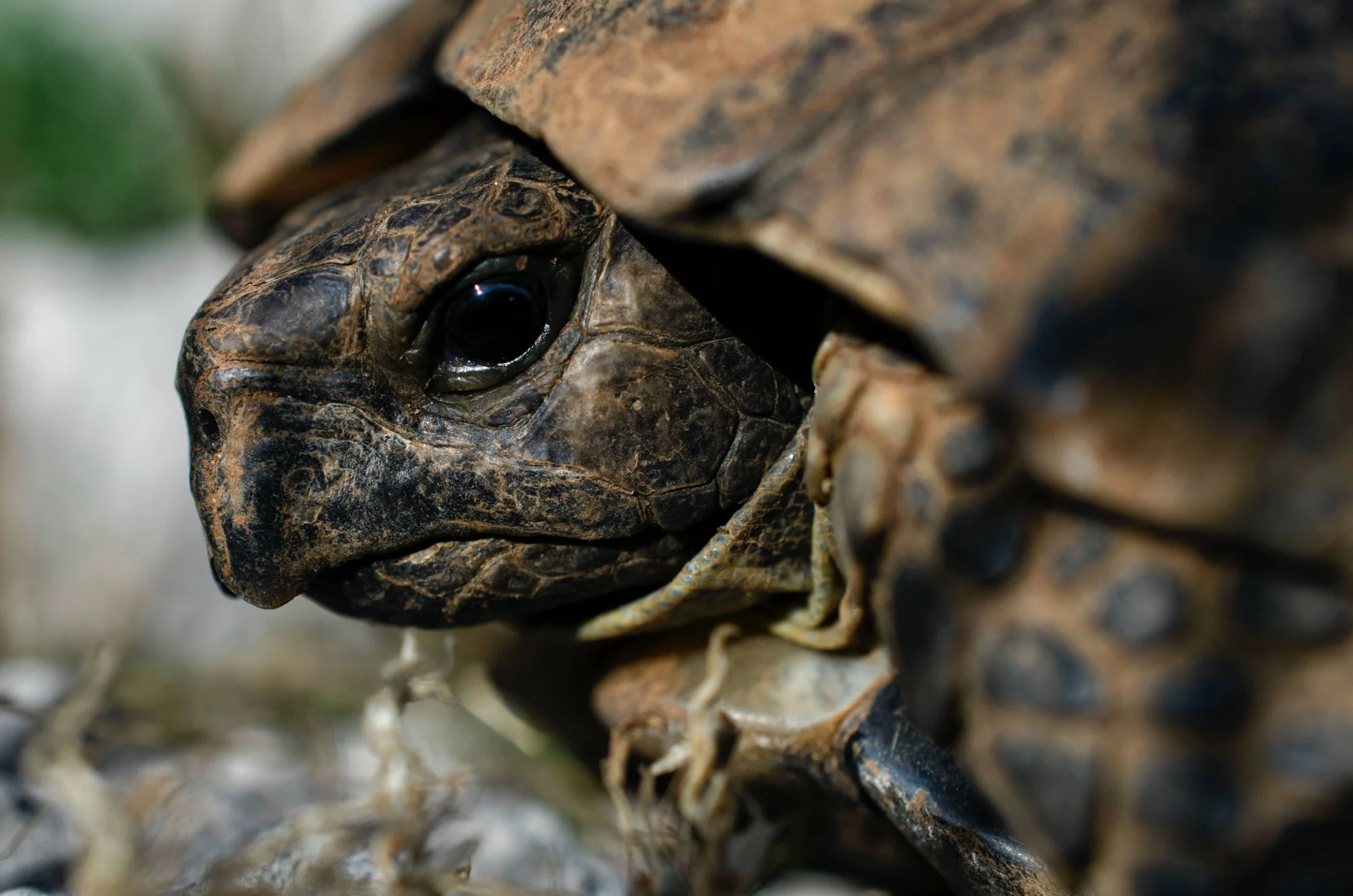Tortuga terrestre con caparazón marrón oscuro muestra su cabeza y patas delanteras en primer plano detallado.