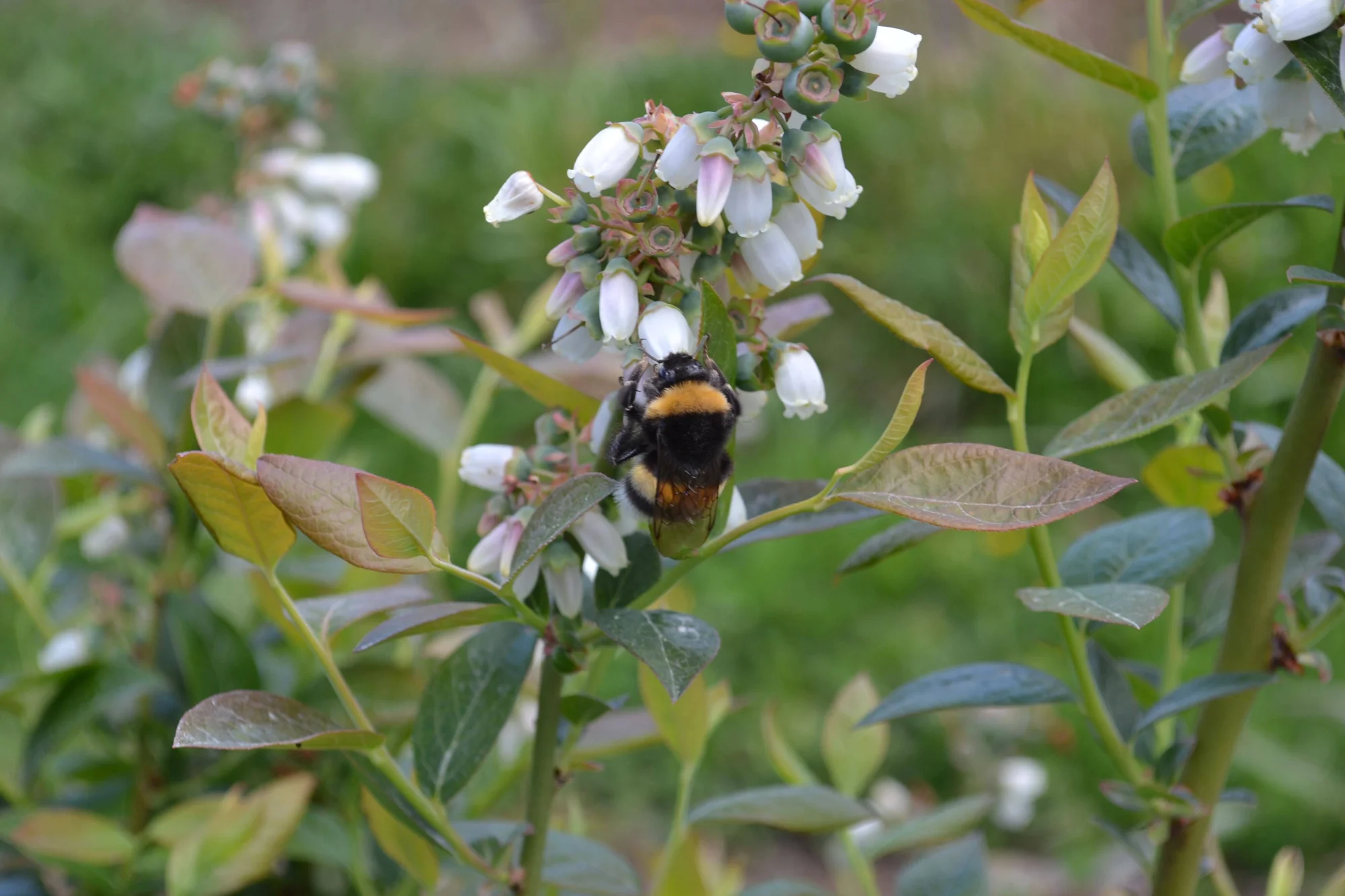 Un abejorro de banda amarilla se alimenta de las flores blancas campaniformes de un arbusto de arándano en flor.