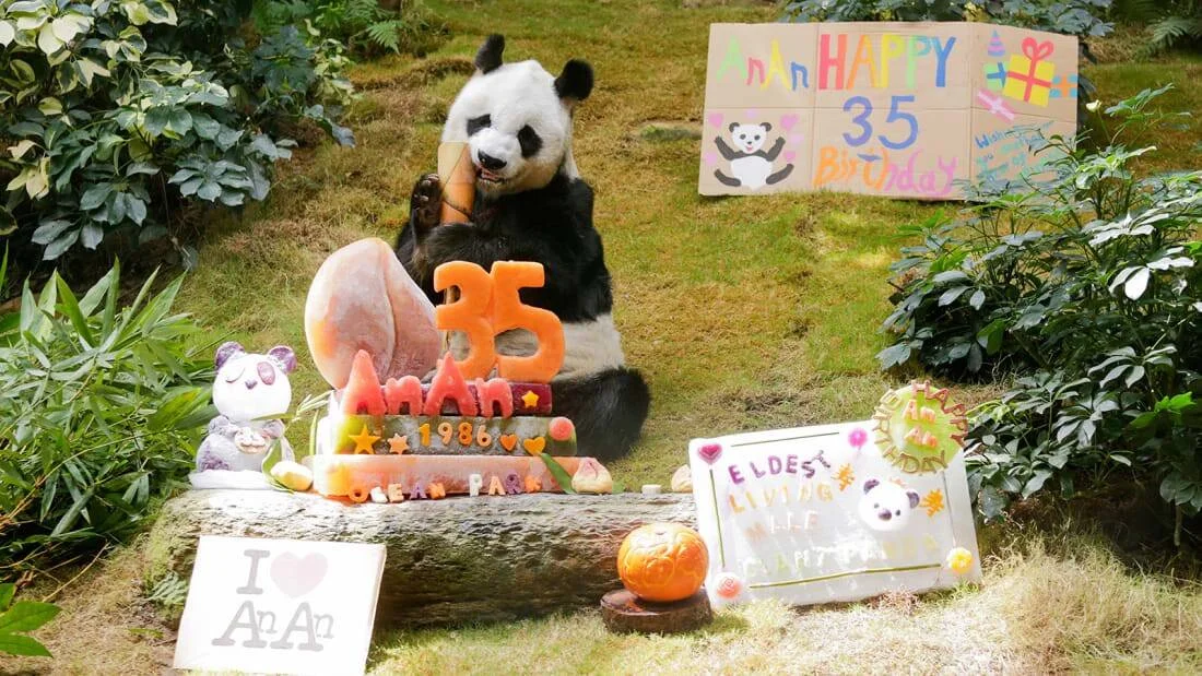 El panda gigante An An come junto a una torta de frutas decorada con el número 35 y carteles de feliz cumpleaños en Ocean Park.