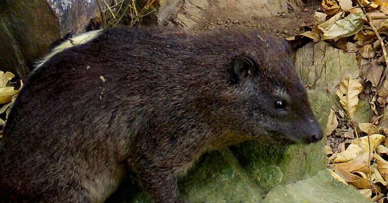 Mamífero pequeño de pelaje oscuro y denso, posado sobre una roca rodeada de hojas secas en el suelo del bosque.