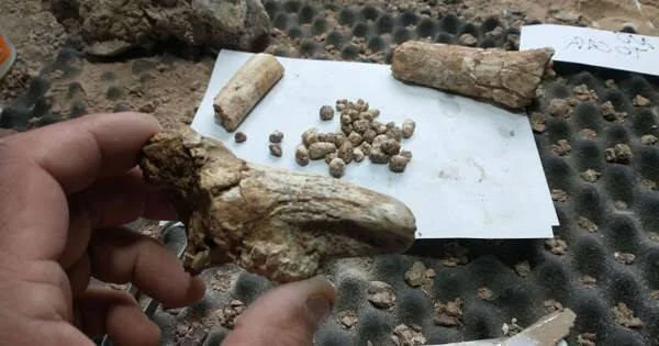 Mano sosteniendo un fragmento de hueso fosilizado junto a otros restos óseos y pequeñas semillas o cuentas sobre una tarjeta de identificación.
