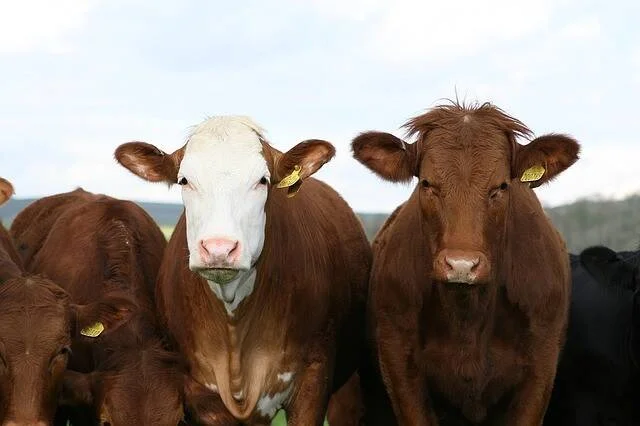 Dos vacas marrones con caravanas amarillas de identificación miran a cámara junto a otros animales del rodeo.