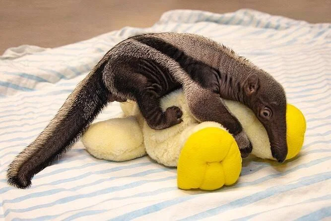 Bebé oso hormiguero descansando sobre un peluche de pingüino color crema y amarillo sobre una manta a rayas.
