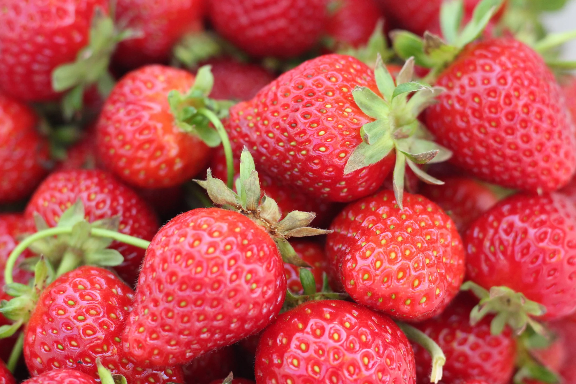 Gran cantidad de fresas rojas y maduras con sus hojas verdes, fotografiadas en primer plano.