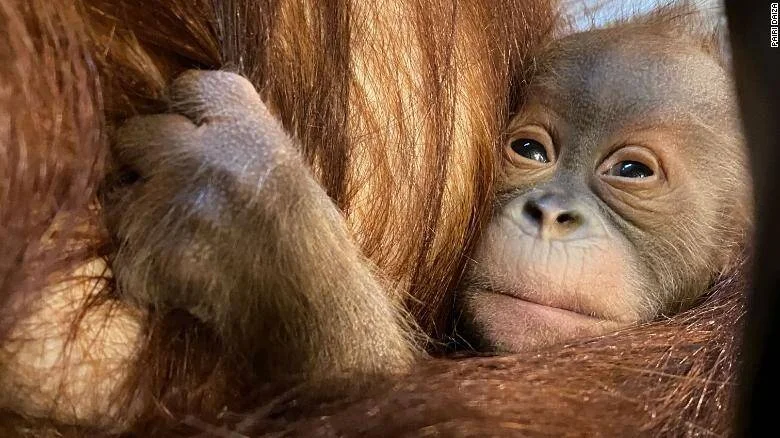 Cría de orangután con pelo rojizo recostada entre los brazos de su madre, mirando a la cámara.