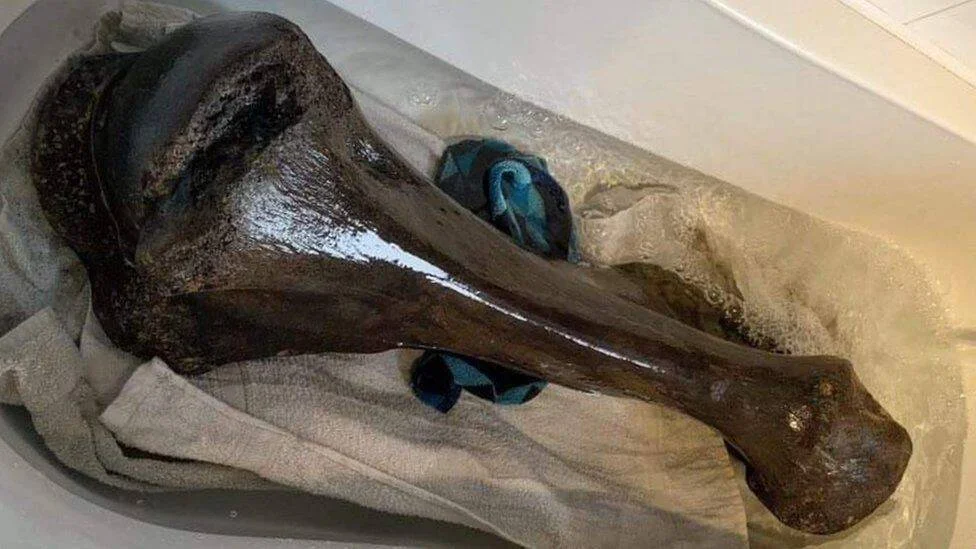 Gran hueso fósil oscuro y húmedo, posiblemente de dinosaurio o mamífero prehistórico, recostado sobre telas en una bañera.