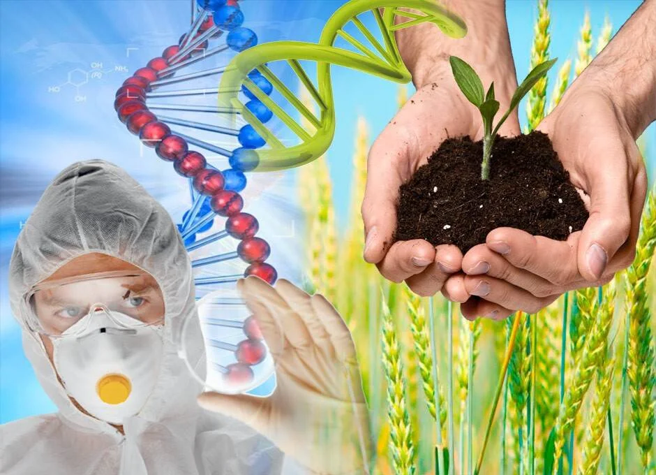 Composición que muestra un científico con traje de protección, helices de ADN y manos sosteniendo una plántula sobre un campo de trigo, simbolizando la biotecnología agrícola.