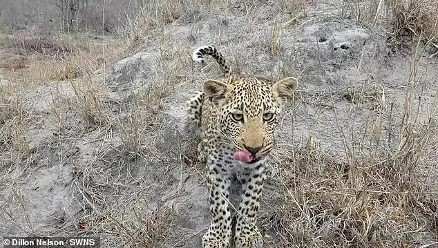 Cachorro de leopardo mirando a cámara y sacando la lengua en un paisaje seco de sabana africana.