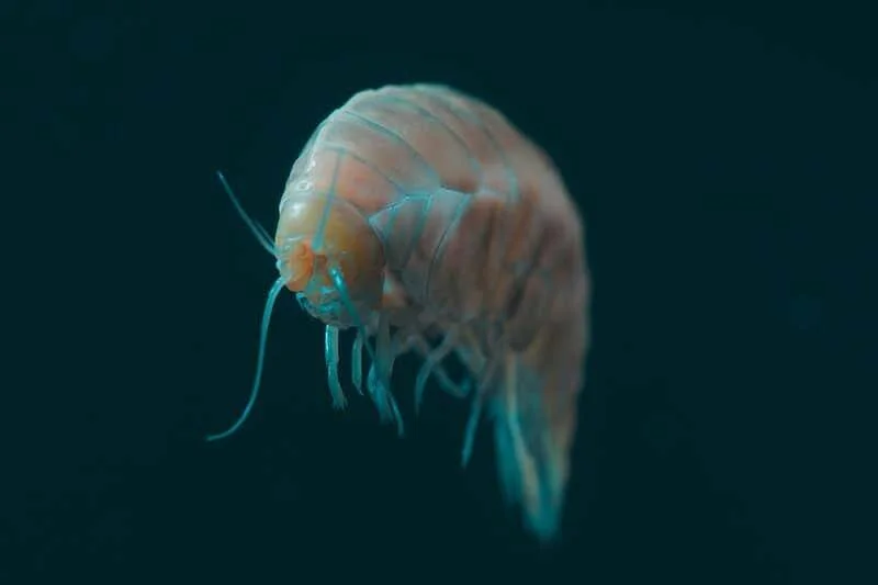 Pequeño crustáceo anfípodo translúcido con tonos rosados flotando en aguas marinas profundas de fondo oscuro.