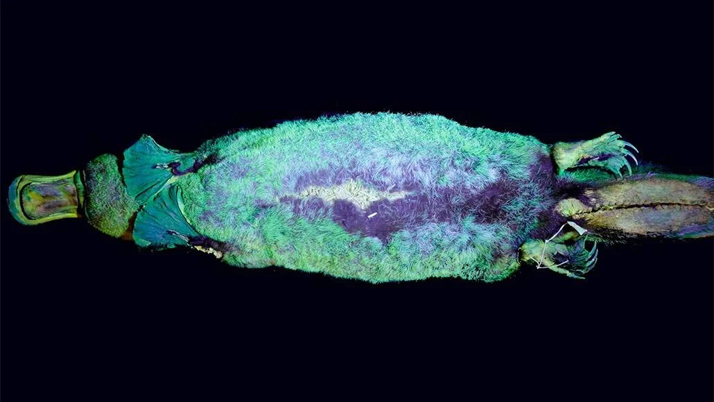 Ornitorrinco visto desde abajo bajo luz ultravioleta, mostrando su pelaje con fluorescencia en tonos verde y violeta sobre fondo negro.