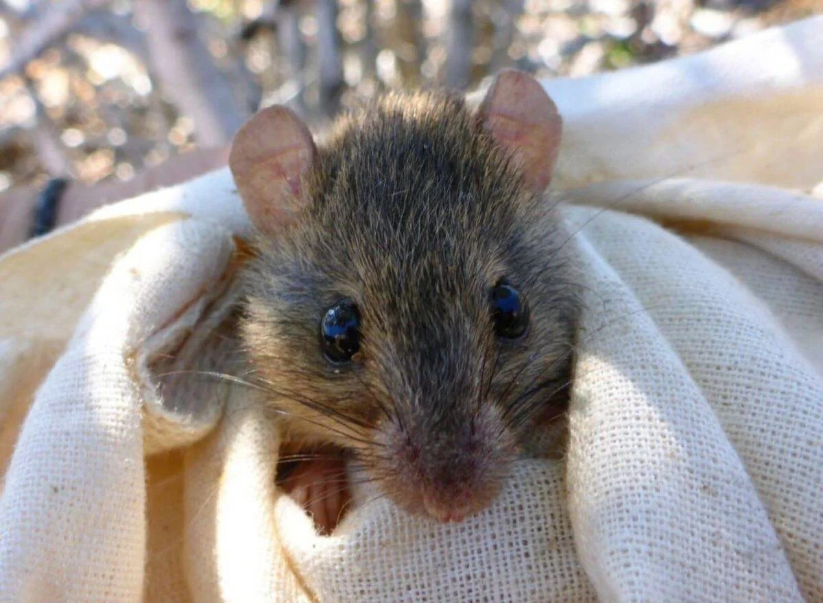 Pequeño ratón silvestre de pelaje gris-marrón asomando la cabeza desde una bolsa de tela blanca durante una captura de campo.