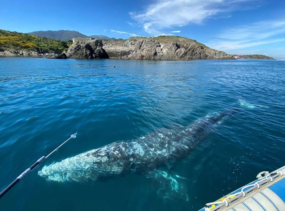 Una ballena gris nada bajo la superficie azul junto a un barco, con una isla rocosa al fondo.