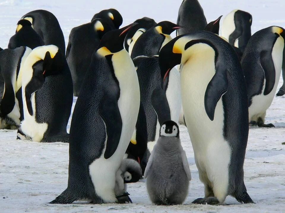 Grupo de pingüinos emperador adultos junto a dos crías de plumaje gris sobre el hielo antártico.