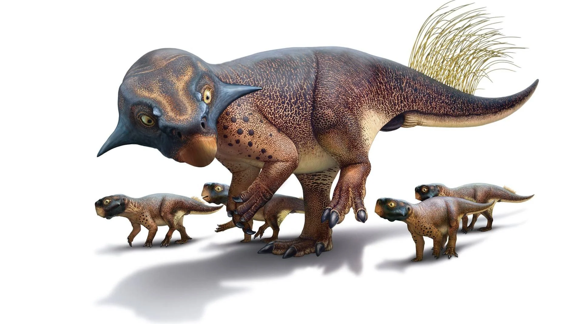 Reconstrucción artística de un dinosaurio ceratopsio adulto rodeado de cuatro crías de menor tamaño.