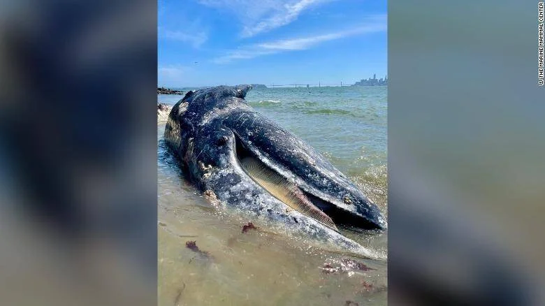 Ballena gris muerta varada en una playa con el horizonte de una ciudad al fondo.