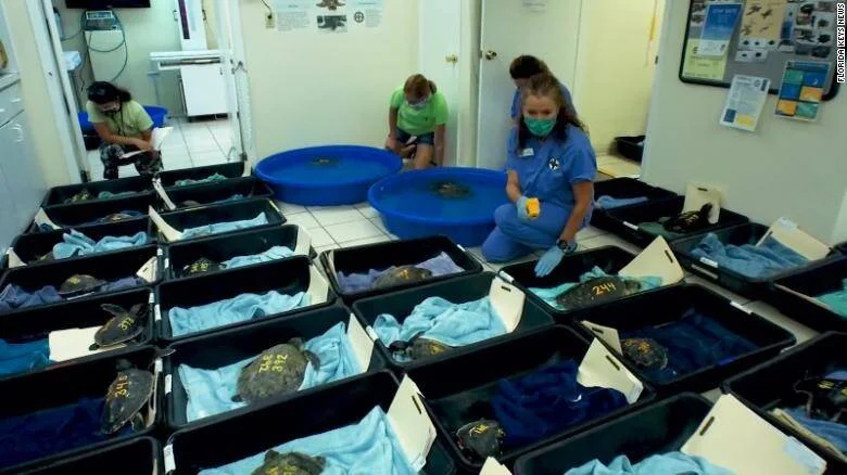 Trabajadoras con equipo médico cuidan tortugas marinas numeradas en bandejas dentro de un centro de rescate en Florida.