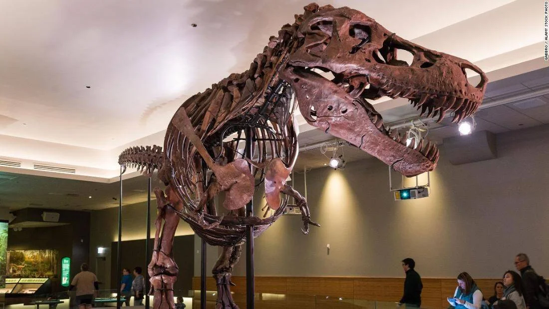 Fósil montado de Tyrannosaurus rex expuesto en una sala de museo con visitantes al fondo.