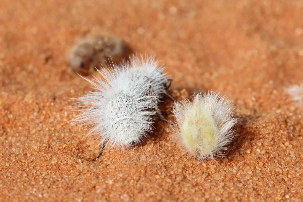 Dos pequeños insectos con pelaje blanco y esponjoso descansan sobre arena rojiza del desierto.