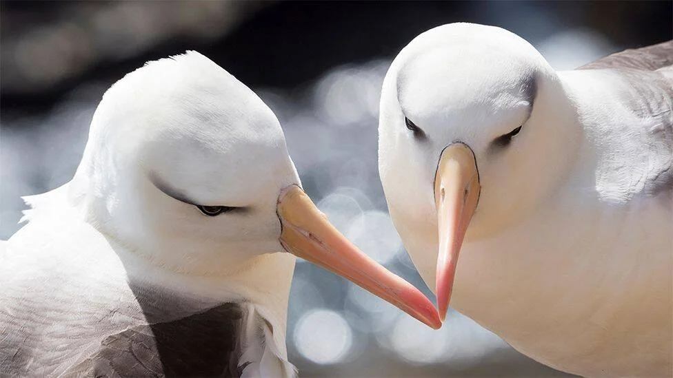 Dos albatros de ceja negra con los picos casi tocándose en un gesto de cortejo o vínculo afectivo.
