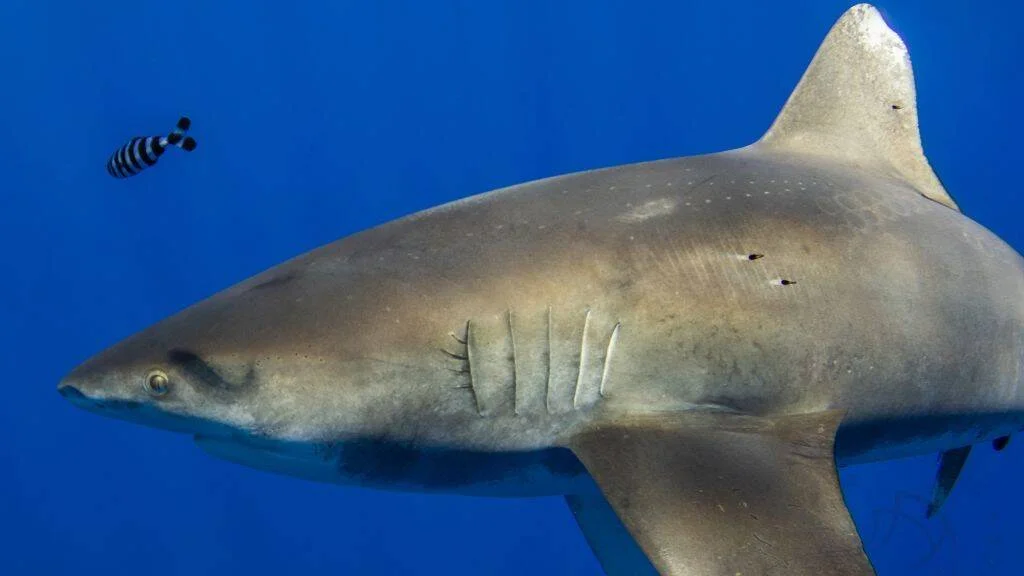 Tiburón gris de gran tamaño nada en aguas abiertas de color azul intenso, con un pequeño pez rayado al fondo.