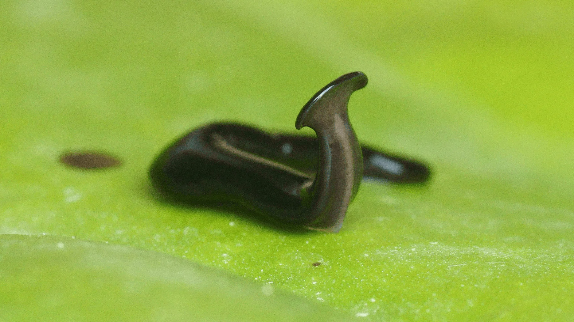 Gusano planario de color negro con extremo anterior levantado, sobre una superficie vegetal verde, en primer plano macro.